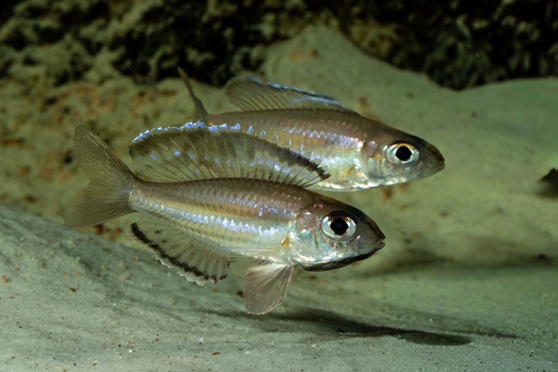 Trematocara marginatum 'Kigoma area'